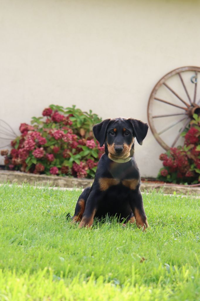 des Bas Rouges de Madame - Chiot disponible  - Berger de Beauce