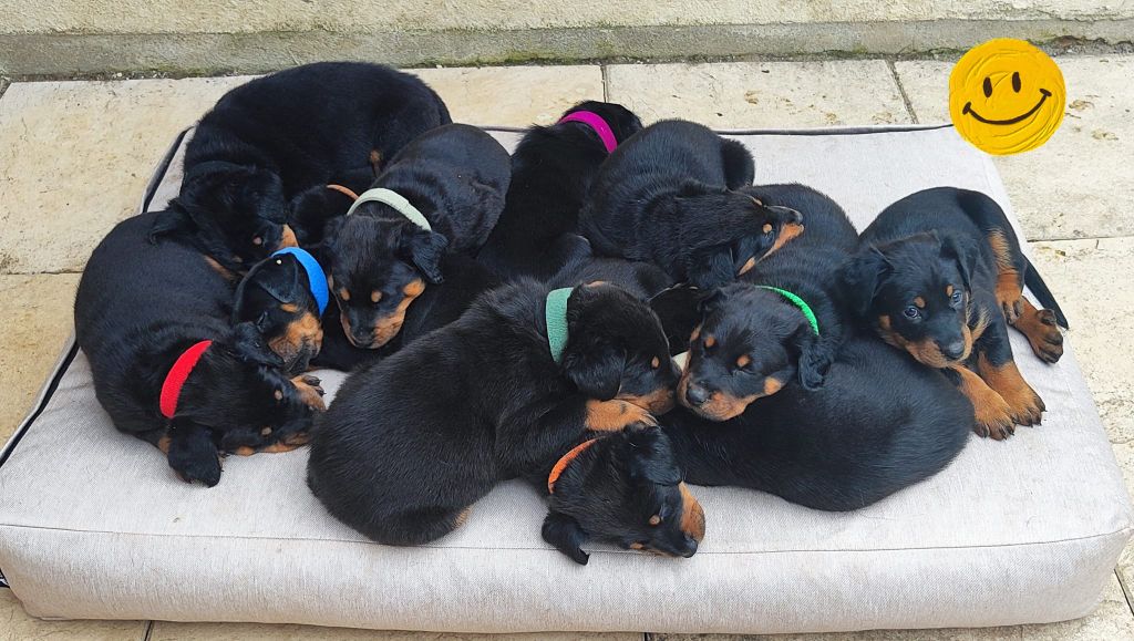 chiot Berger de Beauce des Bas Rouges de Madame