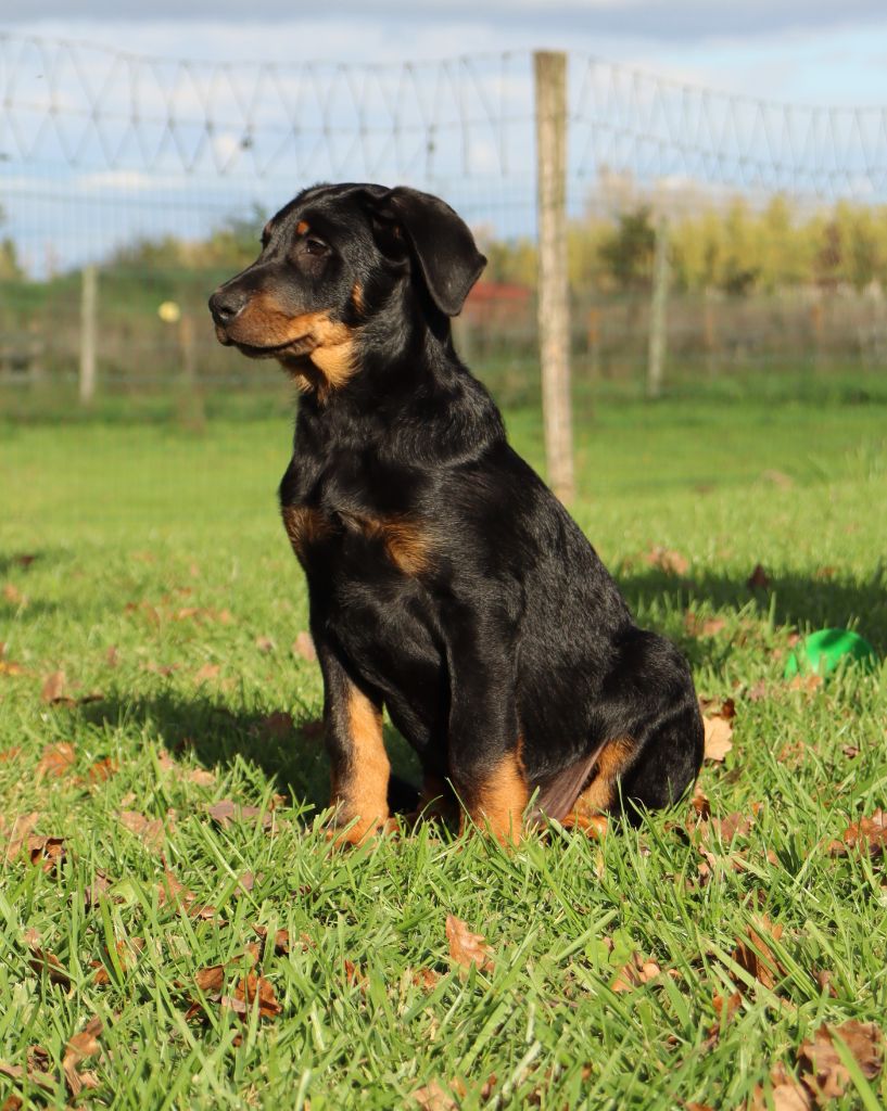 des Bas Rouges de Madame - Chiot disponible  - Berger de Beauce