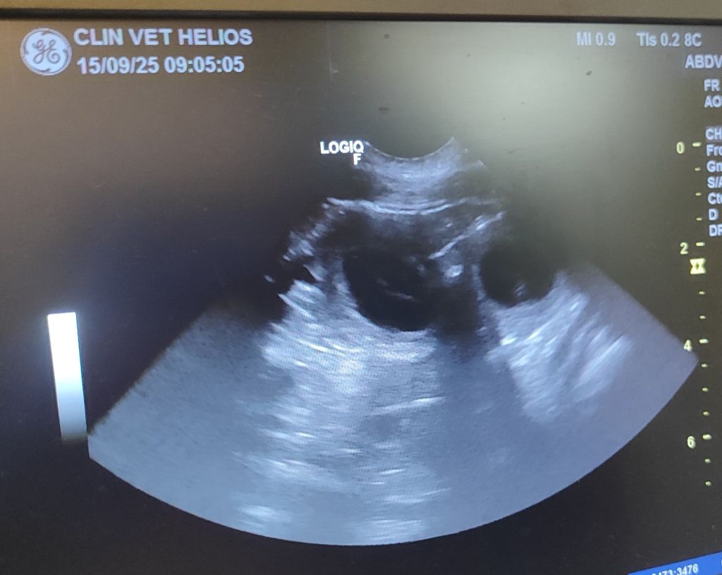Des bébés arrivent ...