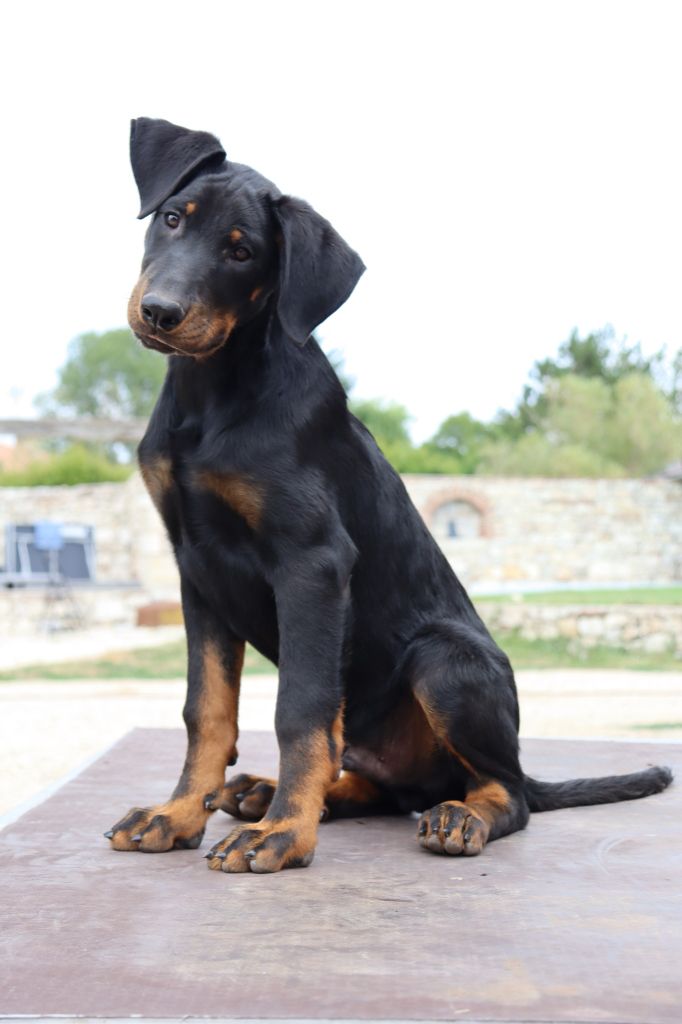 des Bas Rouges de Madame - Chiots disponibles - Berger de Beauce