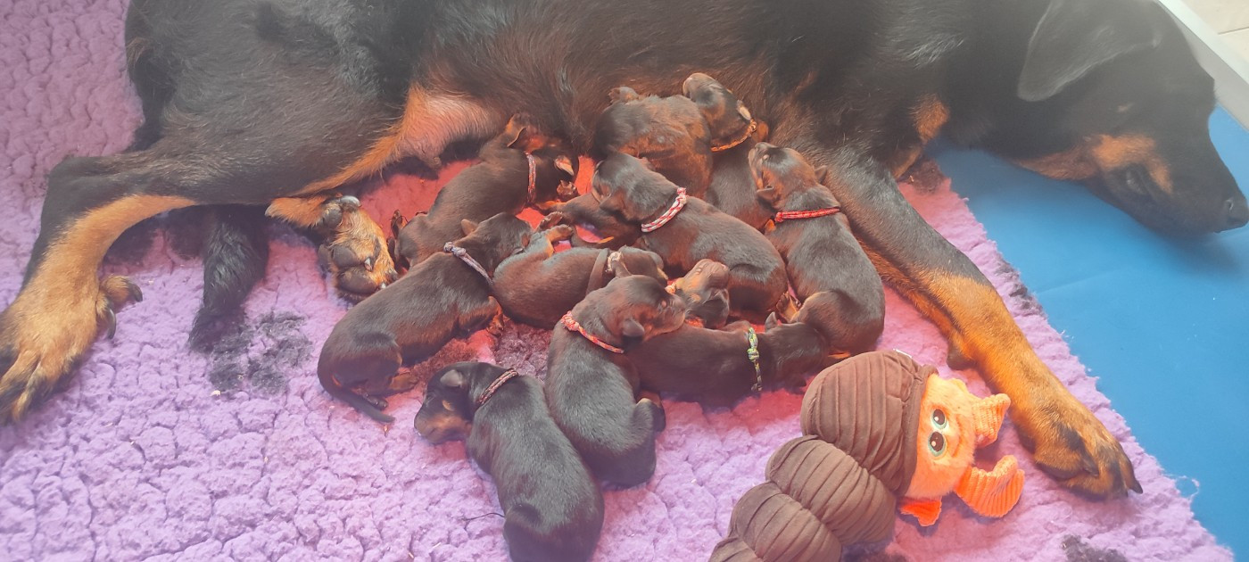 des Bas Rouges de Madame - Berger de Beauce - Portée née le 22/10/2025