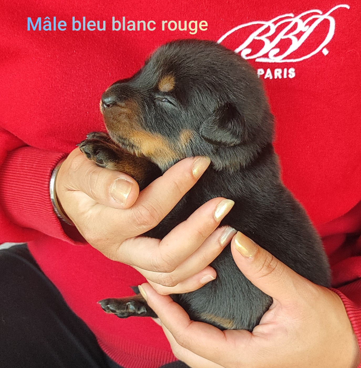 des Bas Rouges de Madame - Chiots disponibles - Berger de Beauce