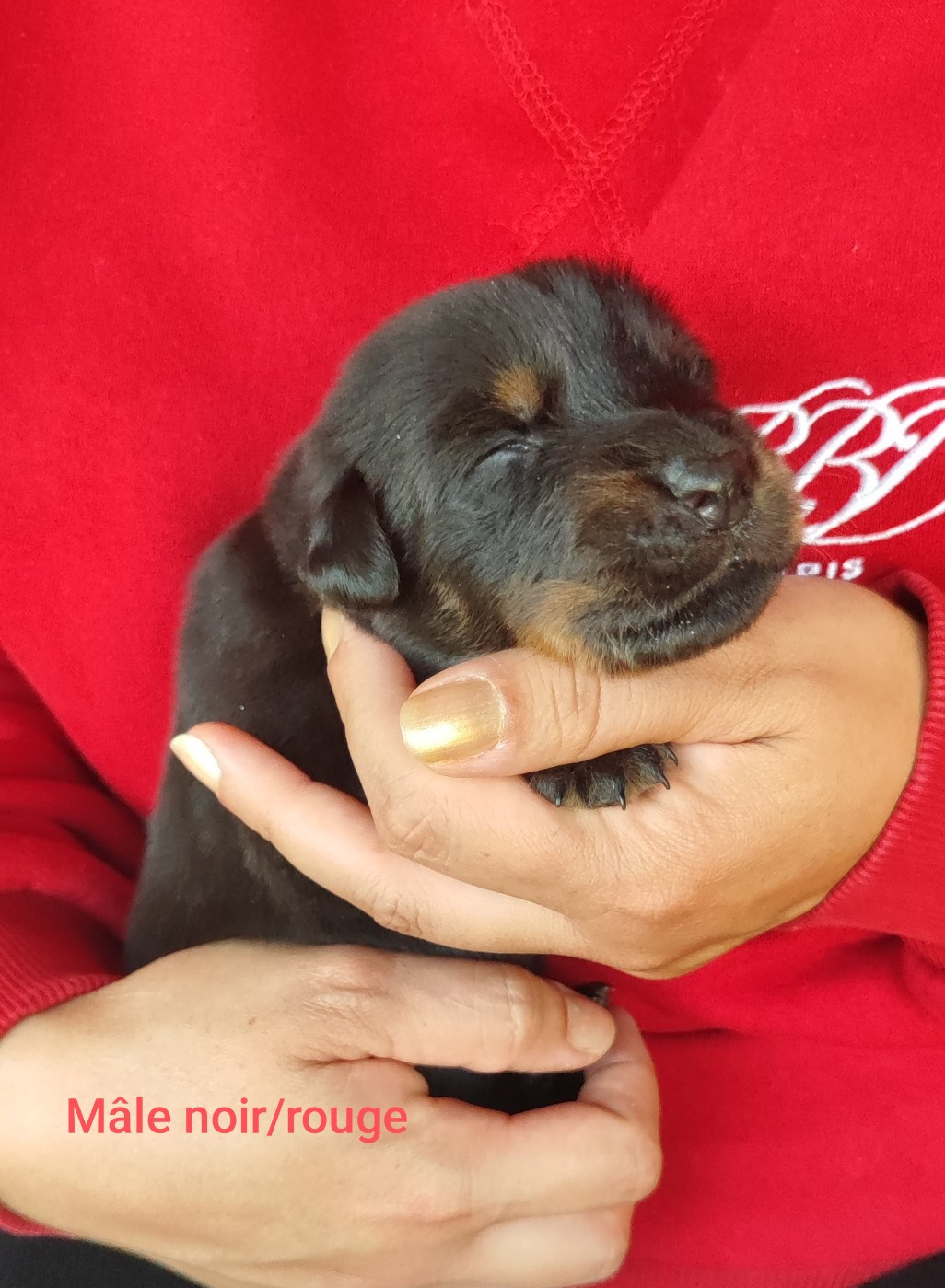 des Bas Rouges de Madame - Chiots disponibles - Berger de Beauce
