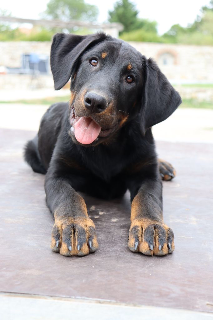 des Bas Rouges de Madame - Chiots disponibles - Berger de Beauce