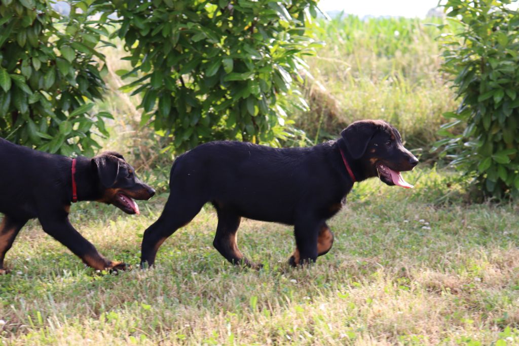 des Bas Rouges de Madame - Chiots disponibles - Berger de Beauce