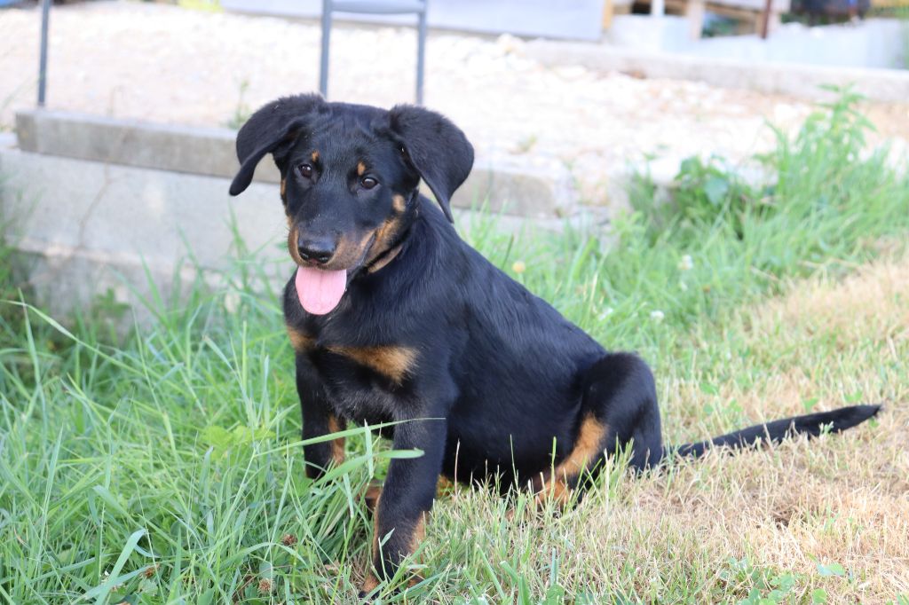 des Bas Rouges de Madame - Chiots disponibles - Berger de Beauce